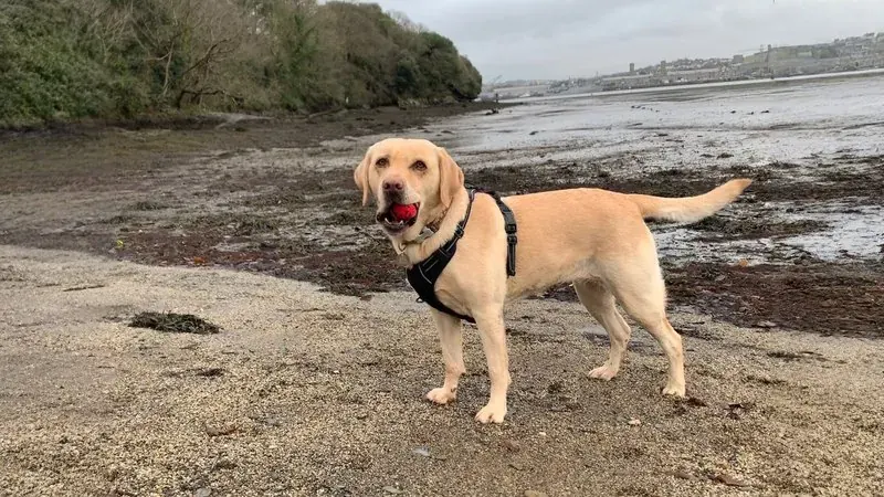 The same photo of the labrador, now wider, with more of the shore and the water around it