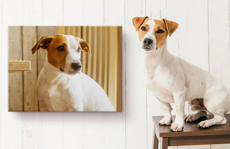 Pet Photo Canvas Prints|Pet Photo Canvas Prints|Pet Photo Canvas Prints|Pet Photo Canvas Prints|Pet Photo Canvas Prints|Pet Photo Canvas Prints|||||